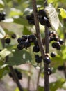 Black currant on a bush with juicy and ripe fruits Royalty Free Stock Photo