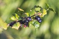 Black currant - close-up view - growing on bush Royalty Free Stock Photo