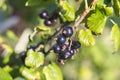 Black currant - close-up view - growing on bush Royalty Free Stock Photo