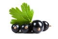 Black currant closeup. Ripe juicy sweet berries with green leaf Royalty Free Stock Photo