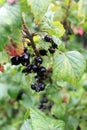 Black currant clusters on the branch