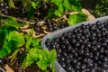 Black currant. Collect berries. Black currant in a container.