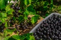 Black currant. Collect berries. Black currant in a container.