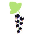 Black currant flat color art illustration Royalty Free Stock Photo