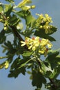 Black currant flowers