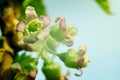 Black currant flowers on blue background with selective focus Royalty Free Stock Photo