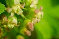 Black currant flowers close up on green background with copy space Royalty Free Stock Photo