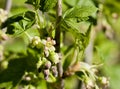 Black currant flowers close - up, visible stamens and pistils Royalty Free Stock Photo