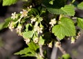 Black currant flowers close - up, visible stamens and pistils Royalty Free Stock Photo
