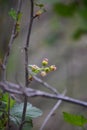 Black currant flowers, closeup, blurred agricultural spring background Royalty Free Stock Photo