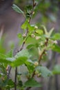 Black currant flowers, closeup, blurred agricultural spring background Royalty Free Stock Photo