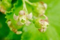 Black currant flowers on green background with selective focus Royalty Free Stock Photo