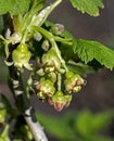 Black currant flowers, just bloomed Royalty Free Stock Photo