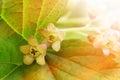 Black currant flowers - macro photography Royalty Free Stock Photo