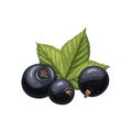 black currant food cartoon vector illustration Royalty Free Stock Photo