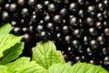 Black currant fresh berries closeup with green leaves