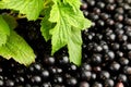 Black currant fresh berries with green leaves