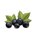 black currant fresh cartoon vector illustration Royalty Free Stock Photo