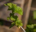 Black currant fresh light green leafs in sunny spring day Royalty Free Stock Photo