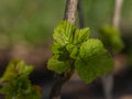 Black currant fresh light green leafs in sunny spring day Royalty Free Stock Photo