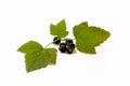 Black currant with green leaves on a branch on a white background Royalty Free Stock Photo