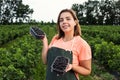 Black currant growers engineer working in garden with harvest, woman with box of berries