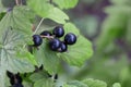 black currant grows on a branch in the garden, summer berries,