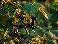 Black currant grows on a bush, the berries are already ripe, green leaves Royalty Free Stock Photo