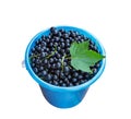 Black currant harvest Royalty Free Stock Photo