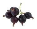 Black currant isolated Royalty Free Stock Photo