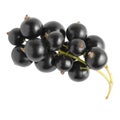 Black currant | Isolated Royalty Free Stock Photo