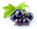 Black currant isolated on white Royalty Free Stock Photo