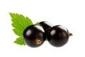 Black currant isolated on white Royalty Free Stock Photo