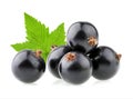 Black currant isolated