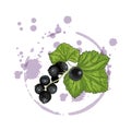 Black currant isolated on a white background