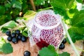 Black currant jam in a glass jar on a wooden table against the currant bush in the garden. Jam from currants. Close-up Royalty Free Stock Photo