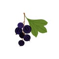 Black currant. Jostaberry. Vector flat Royalty Free Stock Photo