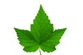 Black currant leaf. Royalty Free Stock Photo