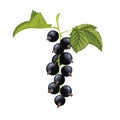 black currant leaf cartoon vector illustration Royalty Free Stock Photo