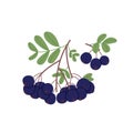 Black currant with leaf growing. Branch with fresh berry cluster and leaves. Garden blackcurrant. Colored flat vector
