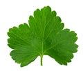 Black currant leaf isolated on white background. macro. clipping path Royalty Free Stock Photo