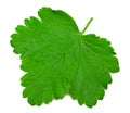 Black currant leaf isolated on white background. macro. clipping path Royalty Free Stock Photo