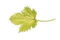 Black Currant Leaf Royalty Free Stock Photo