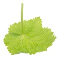 Black Currant Leaf Royalty Free Stock Photo