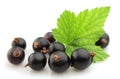 Black currant with leafs Royalty Free Stock Photo