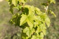 Black currant leafs Royalty Free Stock Photo