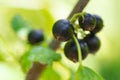 Black currant with leafs in the garden. Close up view of berries growing on the branch Royalty Free Stock Photo