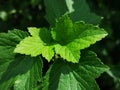 Black currant leaves and berries Royalty Free Stock Photo