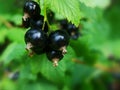 Black currant leaves and berries Royalty Free Stock Photo