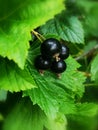 Black currant leaves and berries Royalty Free Stock Photo